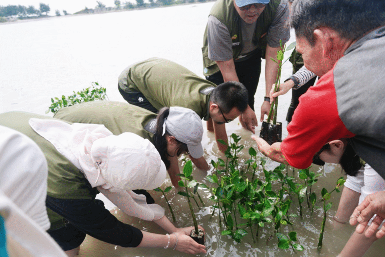 mangrove